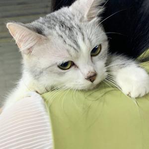 腹肌小奶狗导管视频大全
